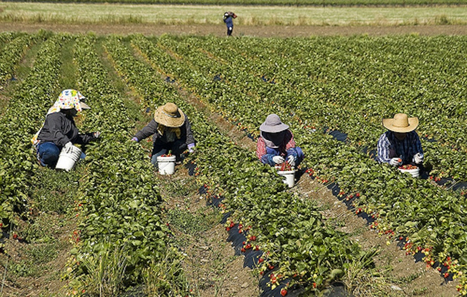 caption: Farm workers picking strawberries.