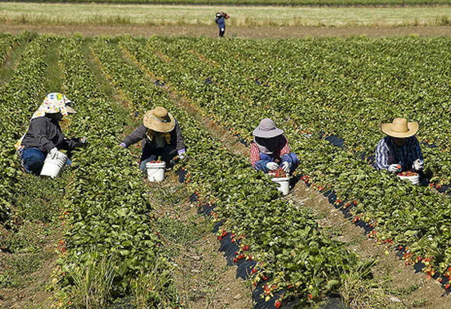 Kuow Farm Worker Harassment Draws Increased Scrutiny