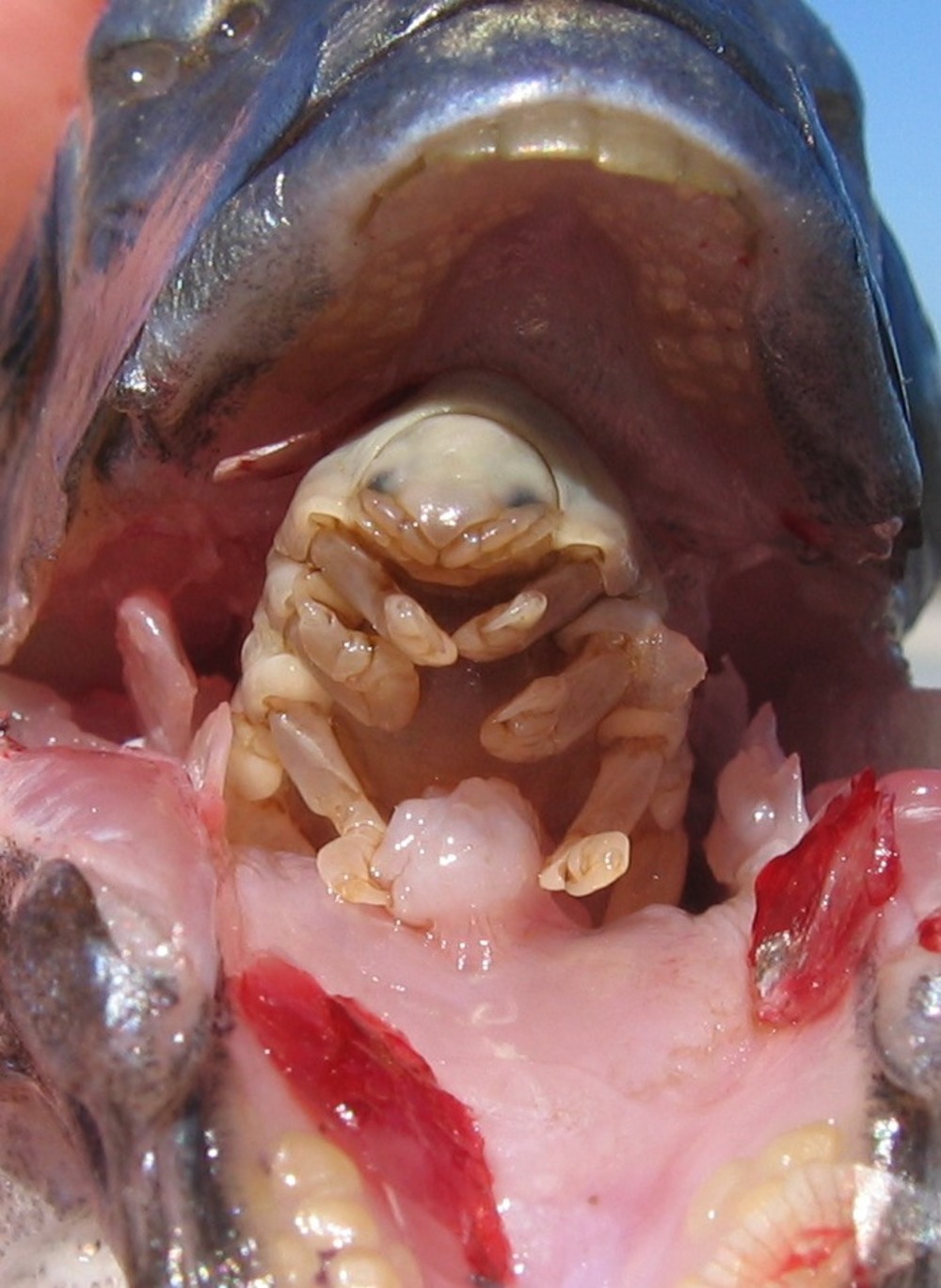 caption: The famous tongue replacement isopod, Ceratothoa famosa, in the mouth of a Cape seabream.