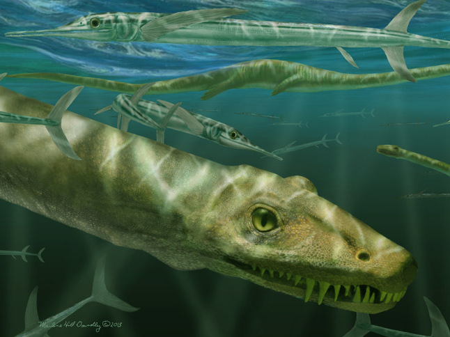 caption: <em>Dinocephalosaurus orientalis</em> swimming alongside prehistoric fish known as Saurichthys.