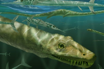 caption: <em>Dinocephalosaurus orientalis</em> swimming alongside prehistoric fish known as Saurichthys.