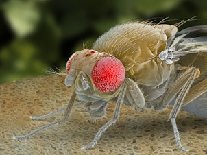caption: After scientists screened over 8,000 genes in fruit flies, only one, which hadn't been described before, triggered sleepiness.