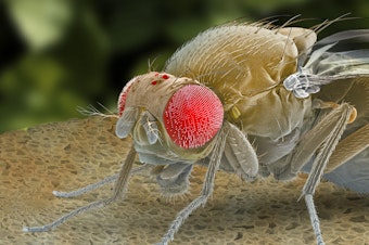 caption: After scientists screened over 8,000 genes in fruit flies, only one, which hadn't been described before, triggered sleepiness.