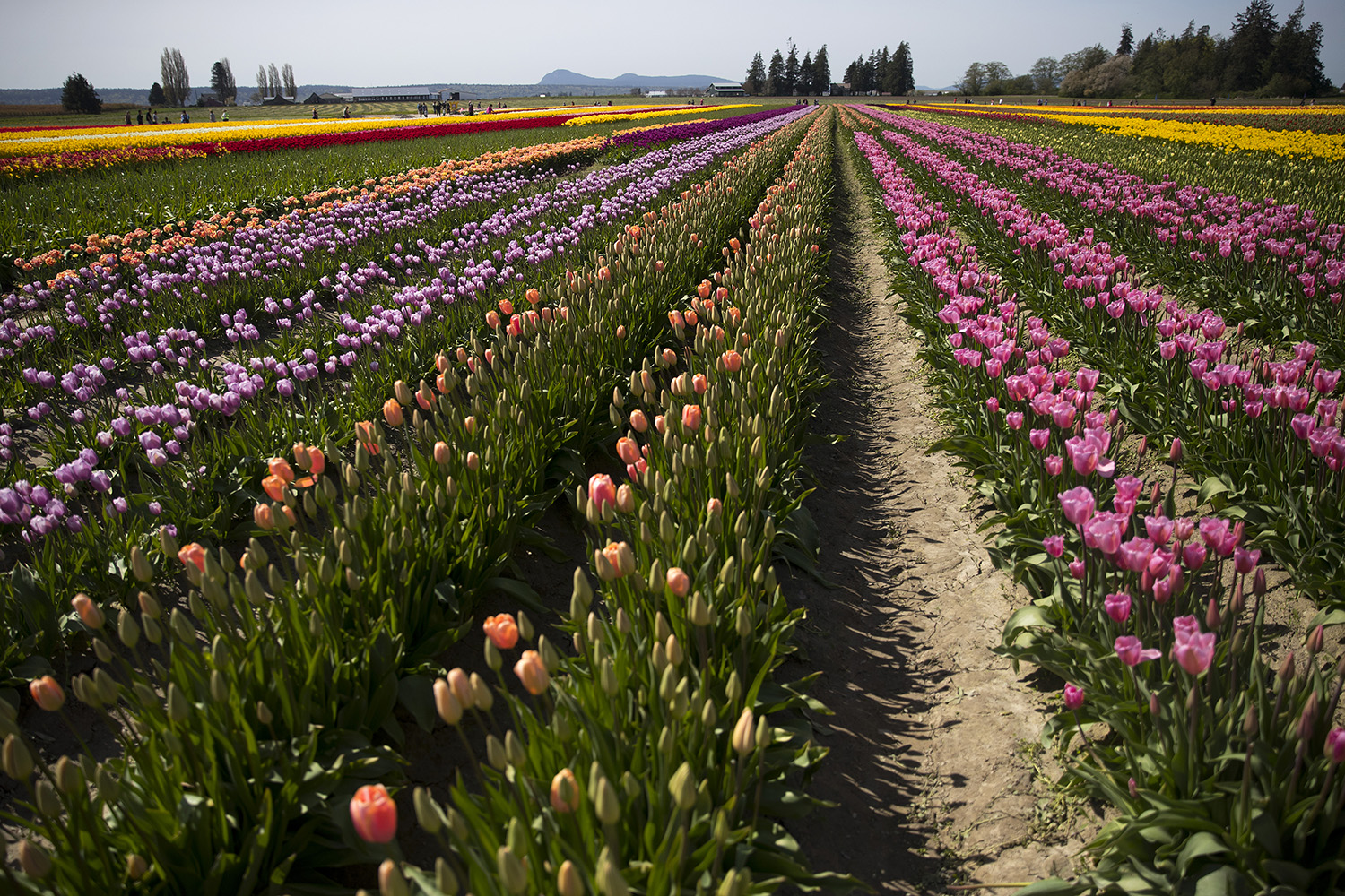 caption: Rows of tulips are on display on Tuesday, April 24, 2018, at Tulip Town near Mount Vernon. 