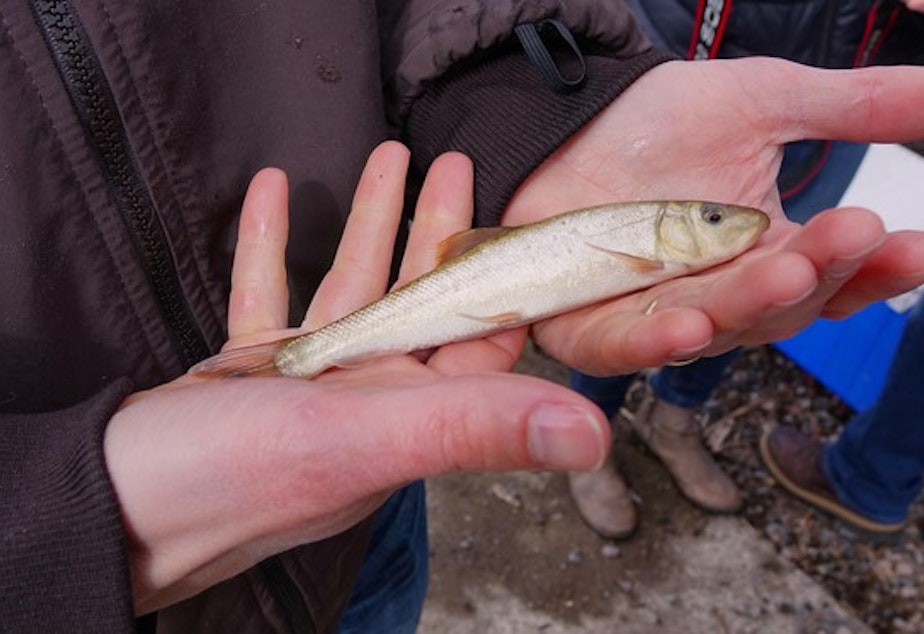 <p>The USFWS raised and released endangered sucker fish to help rebuild populations in the Klamath Basin.</p>
