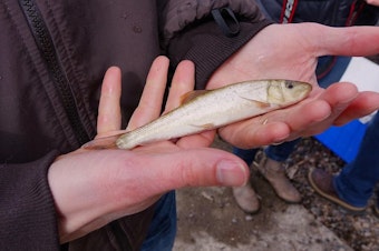 caption: <p>The USFWS raised and released endangered sucker fish to help rebuild populations in the Klamath Basin.</p>