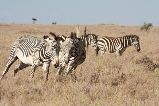 caption: <p>The Portland-based nonprofit Wild Me has developed a tool called Wildbook. It uses artificial intelligence to identify individuals in a species. It can analyze 10,000 photos of zebras to locate a particular individual in two minutes.</p>