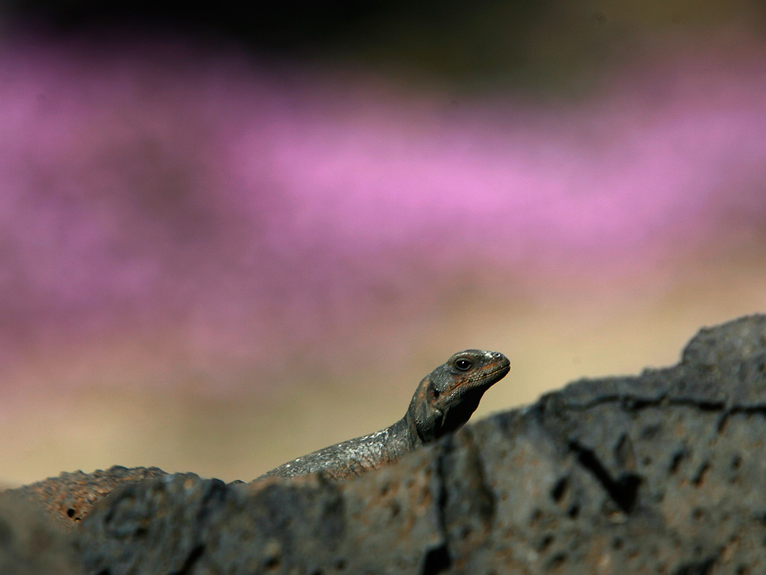 caption: A chuckwalla lizard sunbathes in this 2007 file photo from Amboy Crater National Natural Landmark in southern California. The lizard is the namesake for the new Chuckwalla National Monument.