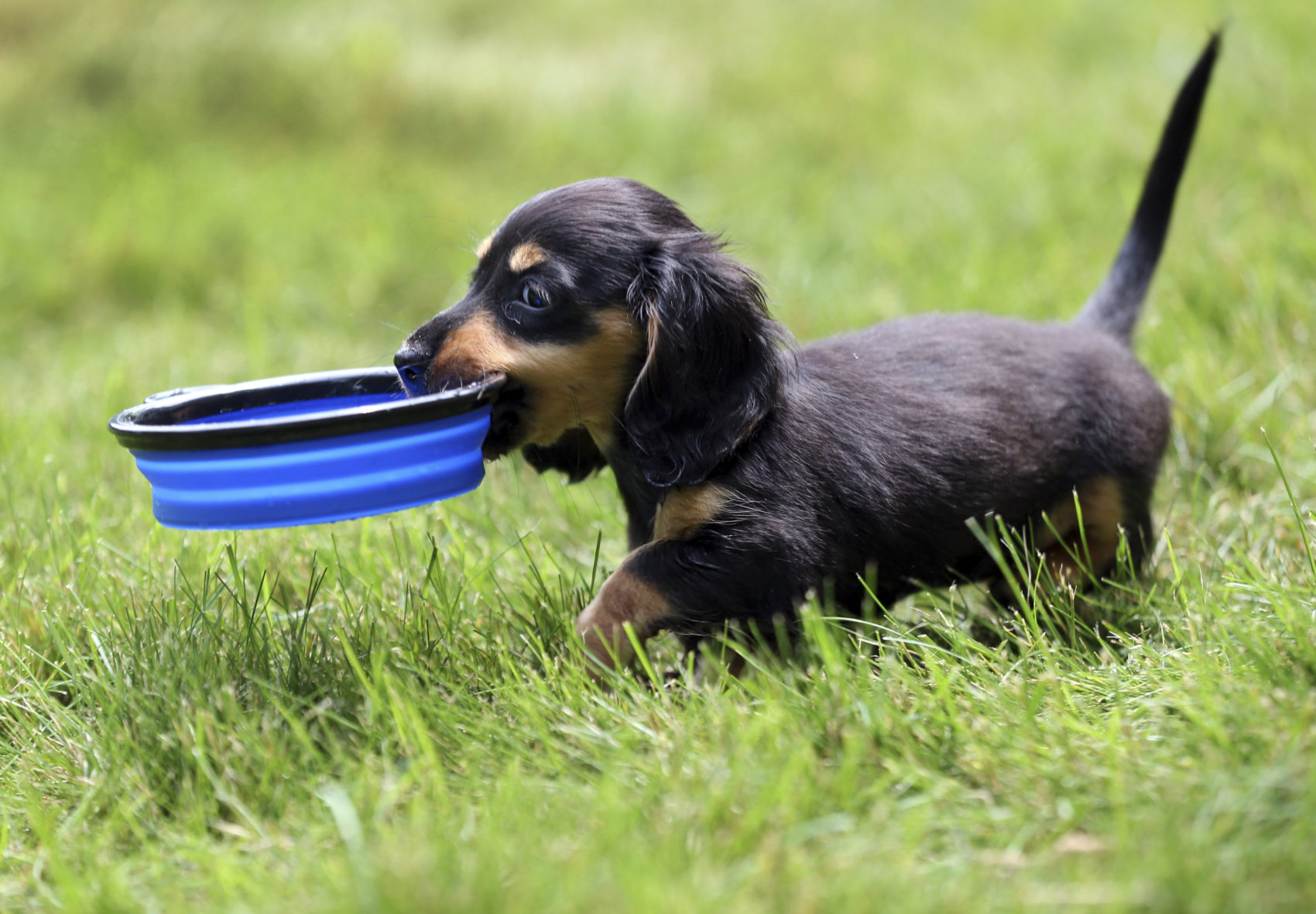 caption: An 8-week-old Dachshund puppy carries her water dish in Wilmington, Massachusetts. (Elise Amendola/AP)