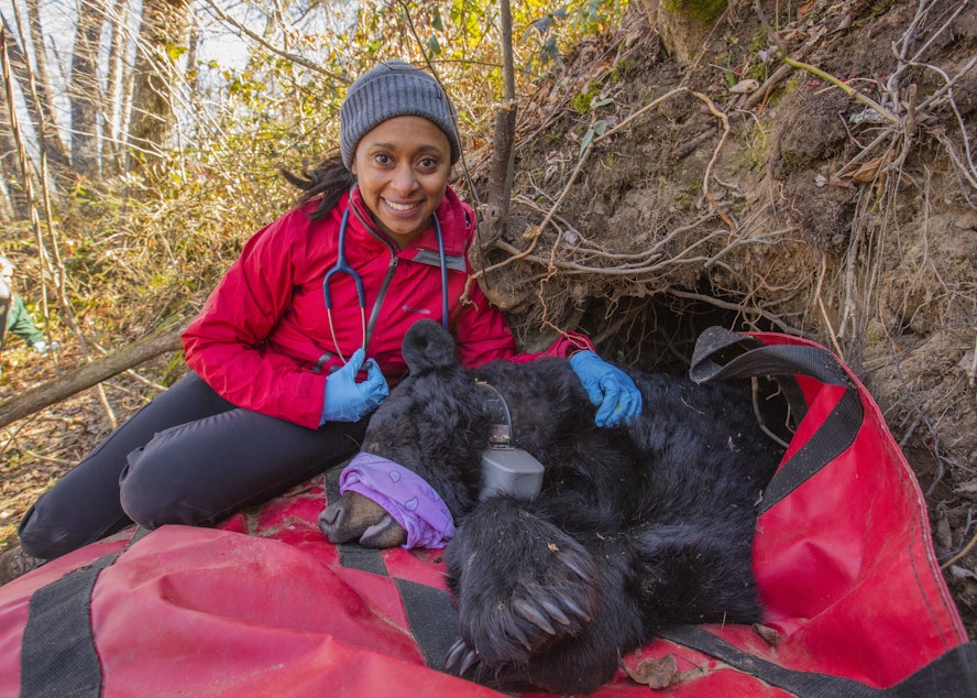 caption: Dr. Rae Wynn-Grant does a medical check up on a bear.