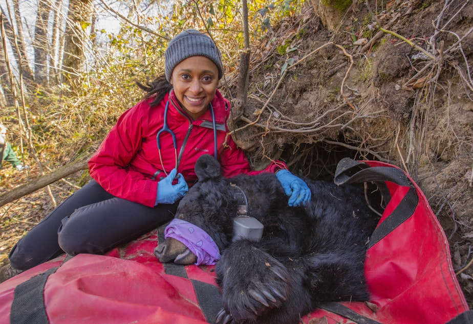 caption: Dr. Rae Wynn-Grant does a medical check up on a bear. 