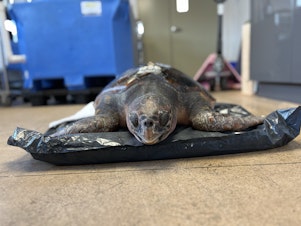 caption: A female loggerhead sea turtle receives veterinary care at the Vancouver Aquarium in Vancouver, Canada, on Feb. 5, 2023.