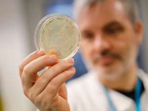 caption: Paul McKay, a molecular immunologist at the Imperial College School of Medicine in London, checks a dish of bacteria containing genetic material from the new coronavirus. He and his team are testing a candidate vaccine.
