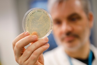 caption: Paul McKay, a molecular immunologist at the Imperial College School of Medicine in London, checks a dish of bacteria containing genetic material from the new coronavirus. He and his team are testing a candidate vaccine.
