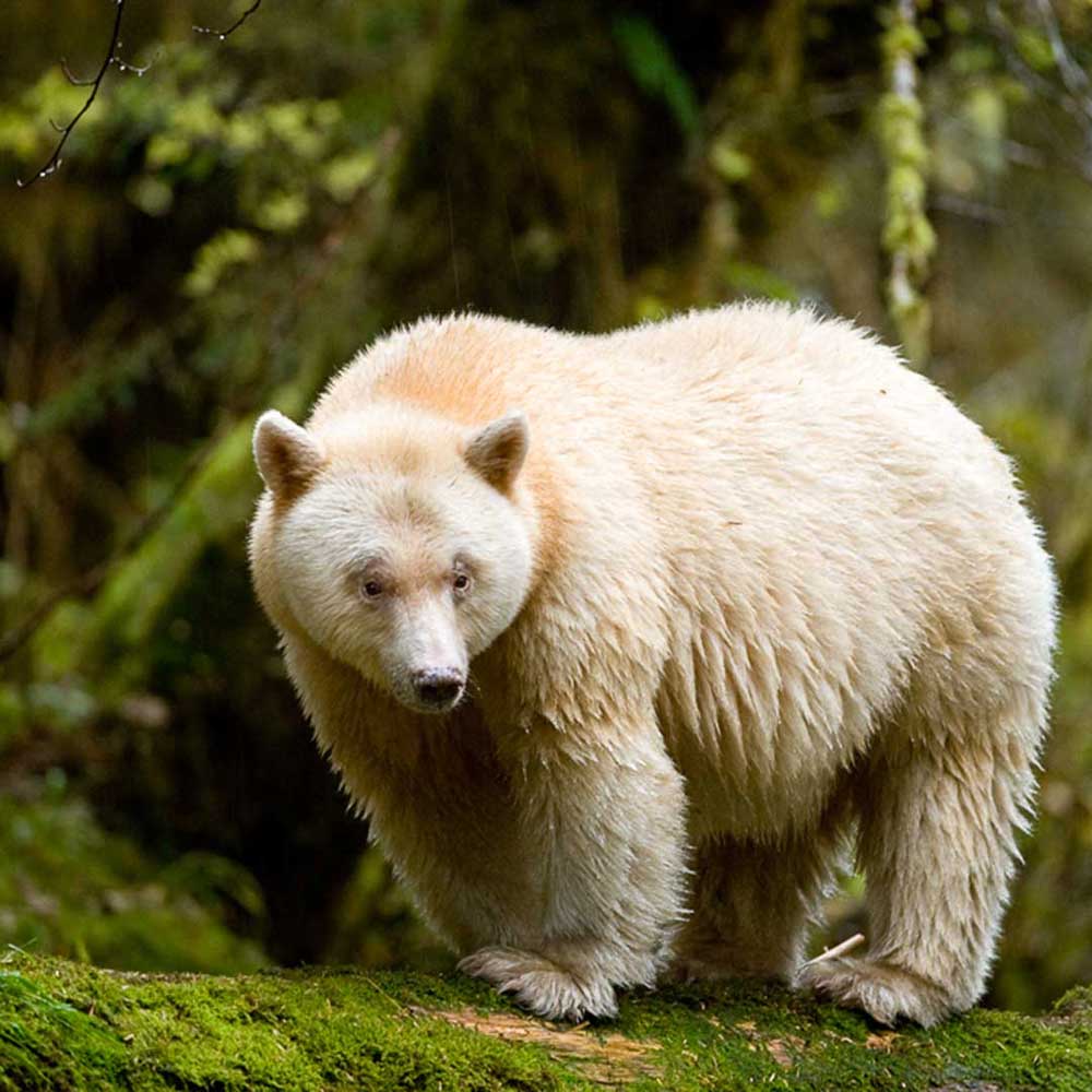 Great Bear Rainforest: Land of the Spirit Bear - Rotten Tomatoes