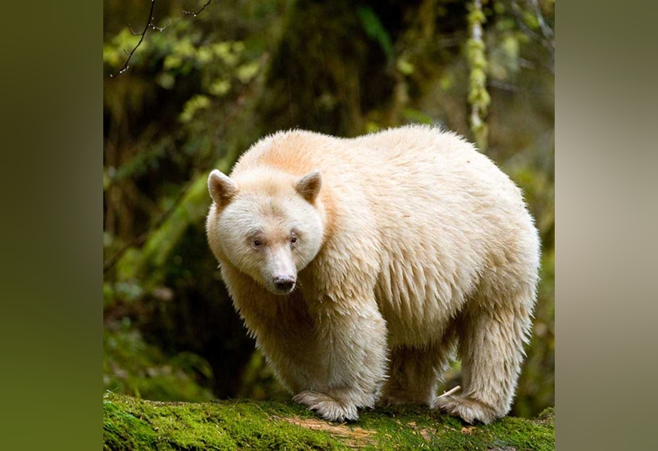 caption: The Kermode bear, also known as the spirit bear is a rare species that lives in the Great Bear Rainforest.