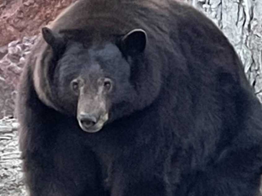 caption: Hank the Tank is "our big bear friend who has adopted the Tahoe Keys neighborhood as his residential area," police in South Lake Tahoe, Calif., say. Officials with the California Department of Fish and Wildlife say that DNA samples show that at least two other large bears have broken into nearly two dozen homes.