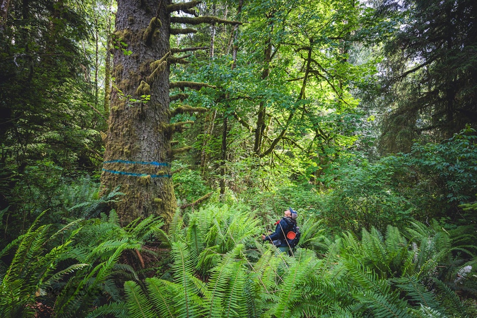 Many older forests spared by Washington state order. Others to be logged