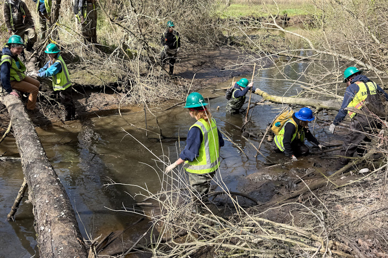 caption: EarthCorps crew tackles riparian restoration along Hylebos Nature Area, a critical migratory corridor for numerous salmonids, serving as a major habitat for many organisms. The crew put on waders and traversed to the islands in this park, which have been taken over by invasive blackberry. This will in turn help establish a dense, diverse community of trees and shrubs to help establish ecological health in the area.