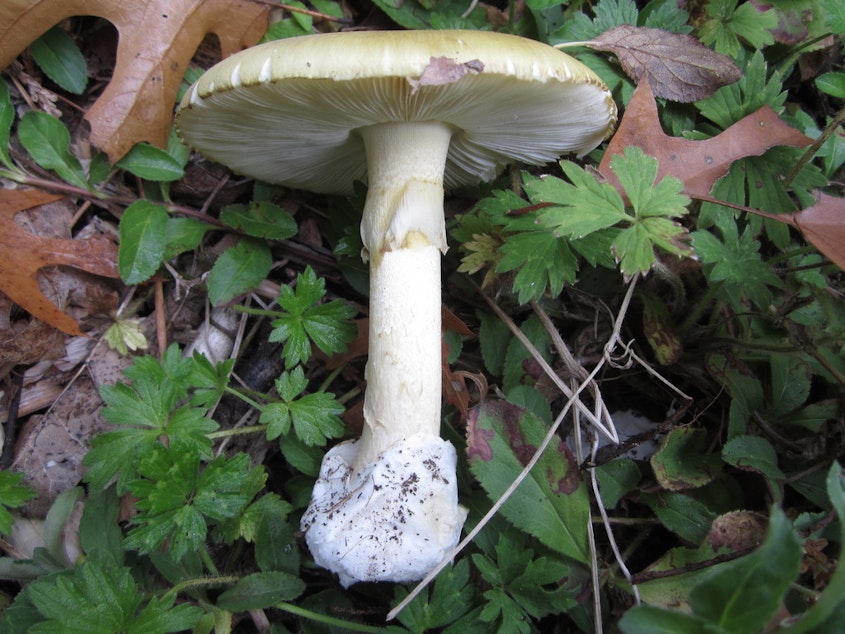 caption: A death cap mushroom, which is highly toxic, found on the University of Washington campus earlier this month.