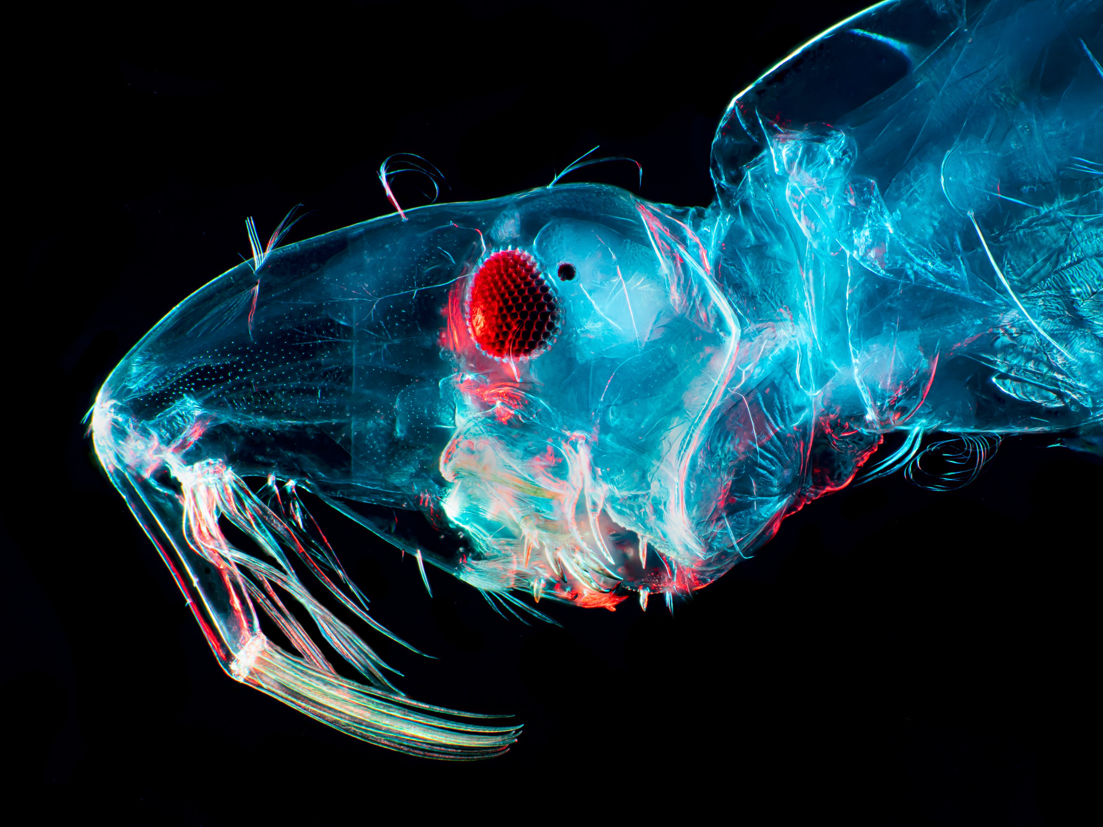 caption: A magnification of the head of a midge larva. Midges — biting flies — and mosquitoes are spreading the Oropouche virus in Latin America, which is reporting higher numbers in 2024.
