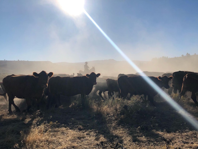 caption: File photo. A fog of dust is kicked up from hooves as cowboys quietly push cattle into a corral from a big draw on Silvies Valley Ranch near Burns, Oregon, in 2019.