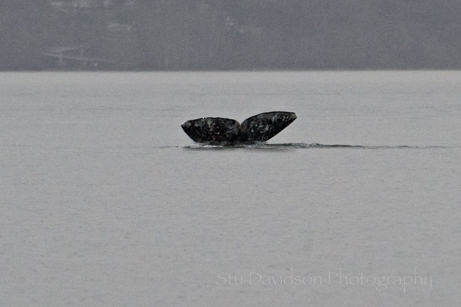 caption: Gray Whale fluke, seen at Possession Point.