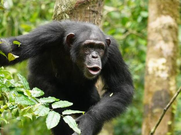 caption: A team of researchers recorded thousands of vocalizations made by wild chimpanzees in the Taï National Park in Ivory Coast.<br>