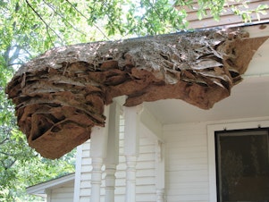 caption: Perennial nest located in Chilton Country, Alabama in July 2006.