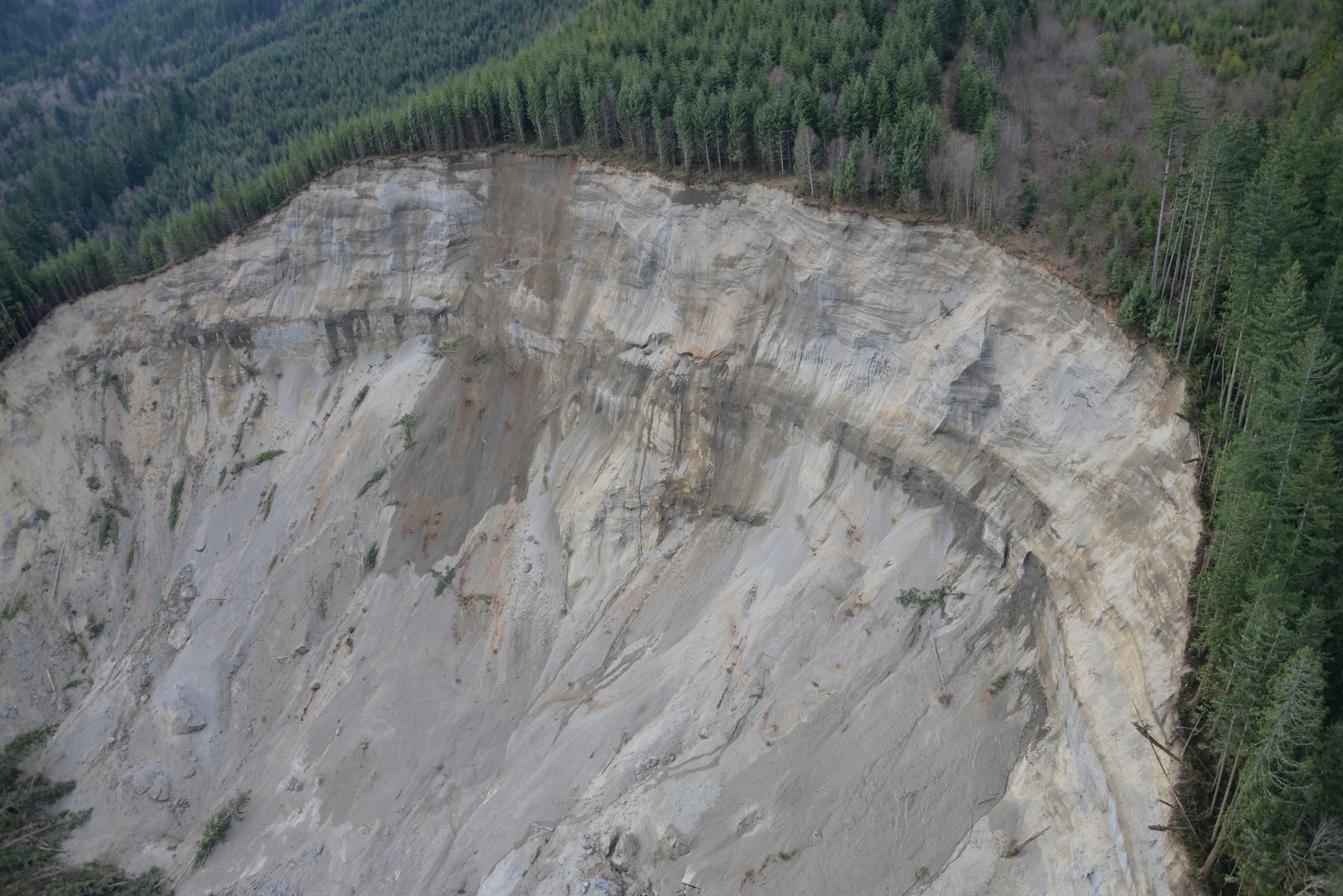caption: The upper edge of the Oso landslide in March, with areas of young trees regrowing in logged areas just above it. 