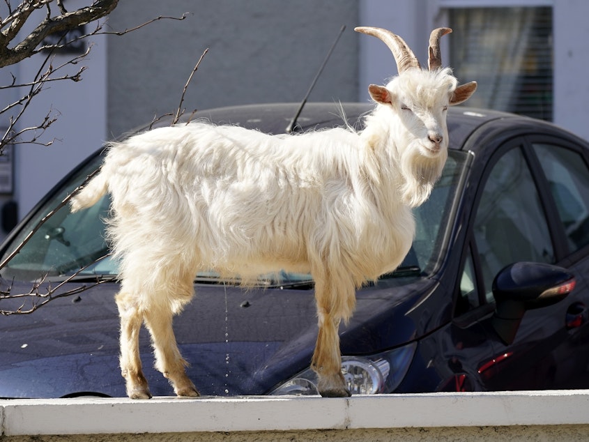 caption: There's no debate about this GOAT.