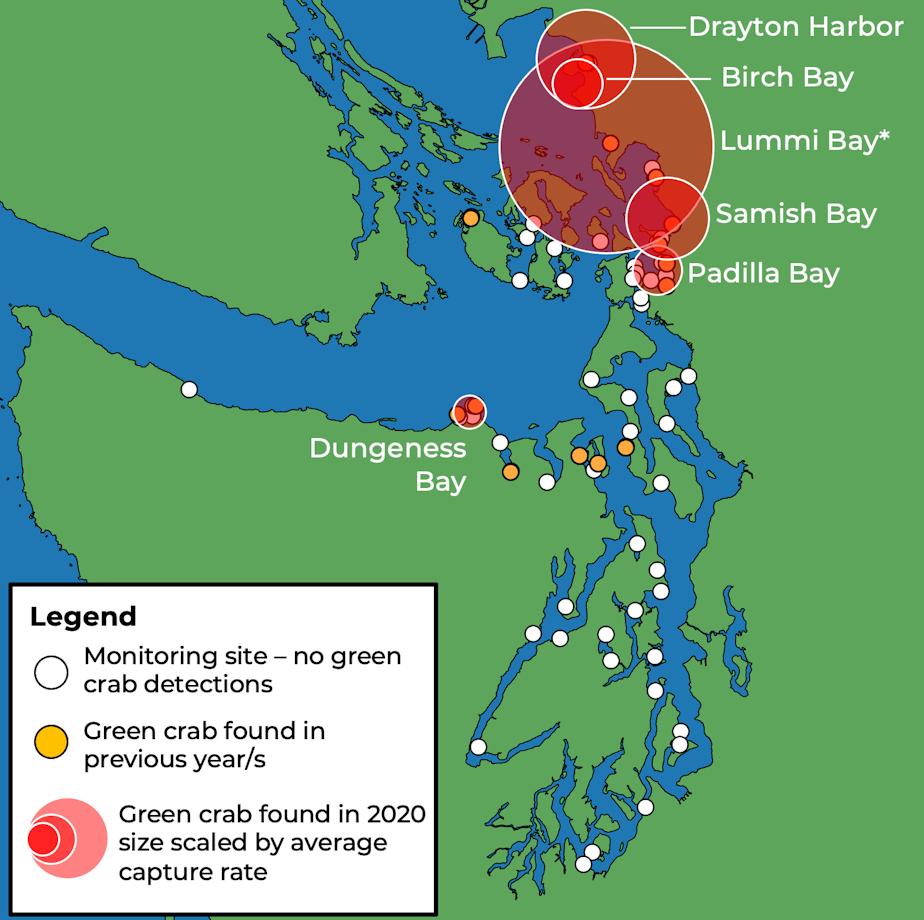 caption: Thousands of European green crabs have been found in northern Puget Sound in 2020. Map does not include sightings in British Columbia or the outer Washington coast. 