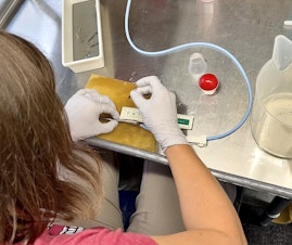 caption:  Kate Deters, a scientist with Pacific Northwest National Laboratory, is about to make an incision in a juvenile Pacific lamprey so that she can insert an acoustic tag, which is about the size of a long grain of rice. The tag will allow scientists to track this lamprey as it travels downstream.