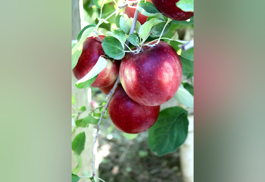caption: Cosmic crisp apples in Wenatchee.