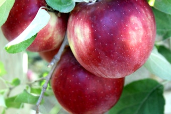 caption: Cosmic crisp apples in Wenatchee.