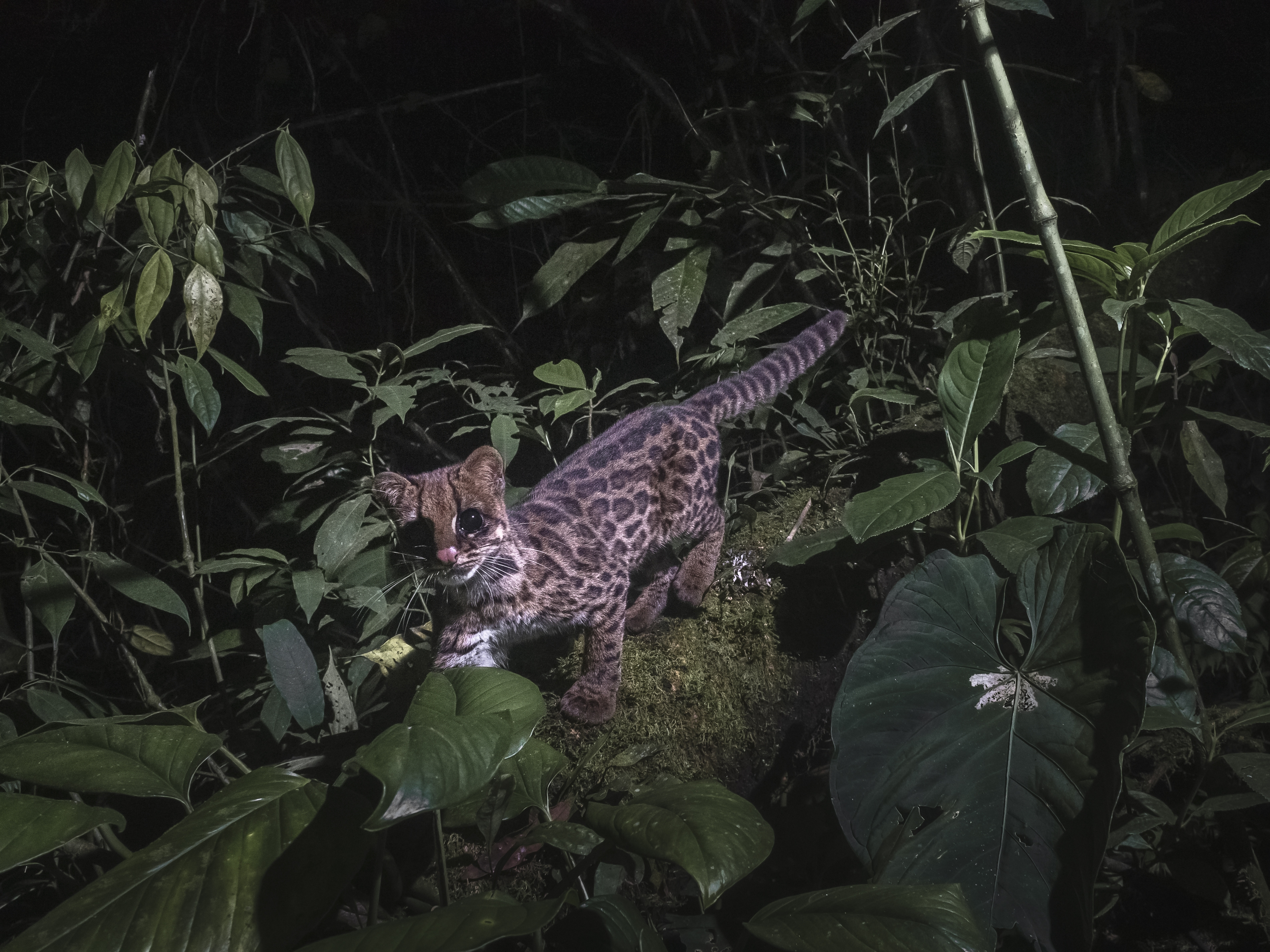caption: The new clouded tiger-cat, <em>Leopardus pardinoides</em>, in Colombia in 2021.
