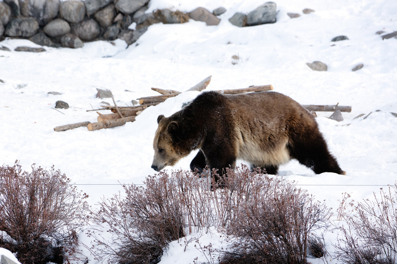 KUOW - Still a chance to restore grizzly bears in Washington state