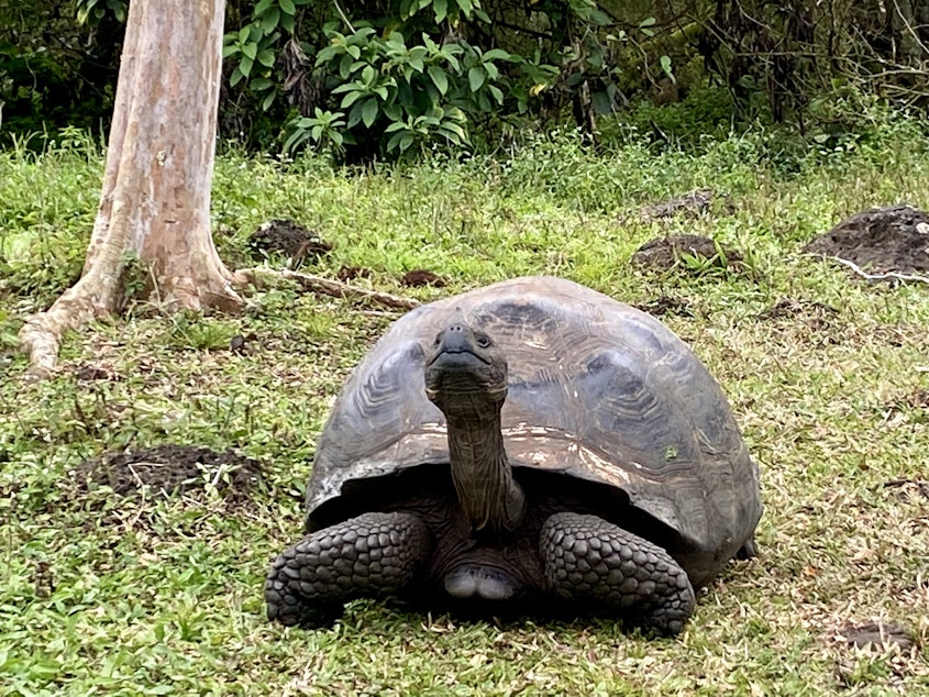 caption:  A giant tortoise on Santa Cruz Island in the Galapagos.