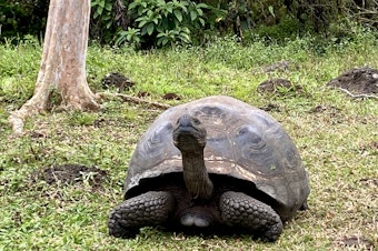 caption:  A giant tortoise on Santa Cruz Island in the Galapagos.