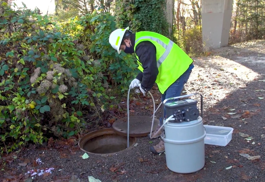 caption: A researcher siphons up wastewater from a sewer near the University of Washingon campus in 2021.