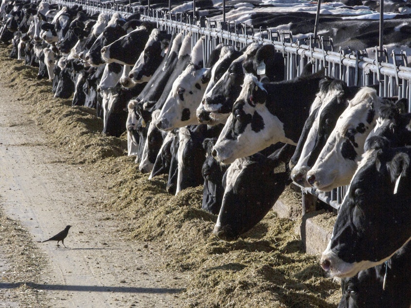 caption: Dairy cattle feed at a farm on March 31, 2017, near Vado, N.M. The U.S. Department of Agriculture says cows in multiple states have tested positive for bird flu.