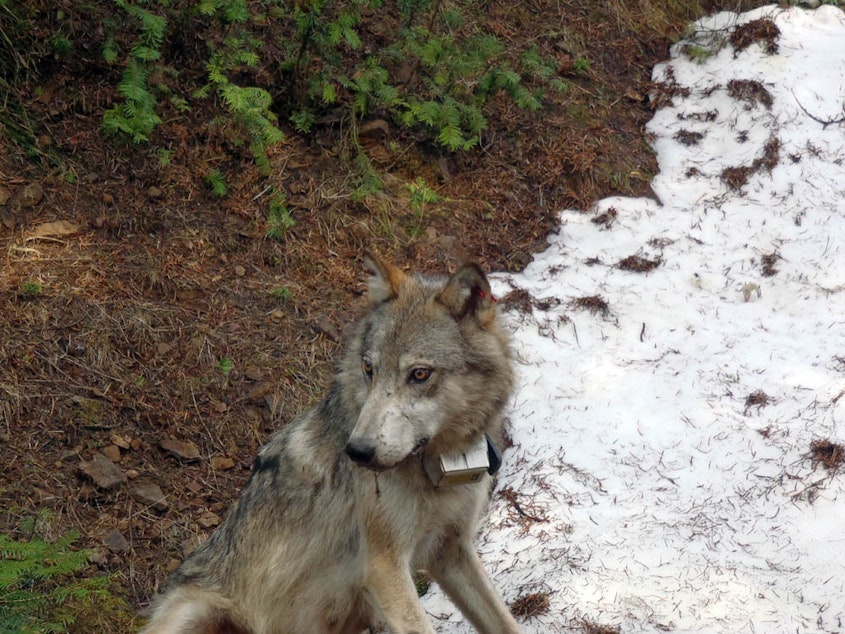 caption: A member of the Teanaway wolf pack in Washington state. A judge in King County prevented state officials from killing the last of a wolf pack on Friday morning, hours after four of the five remaining wolves from that pack were killed by state agents.