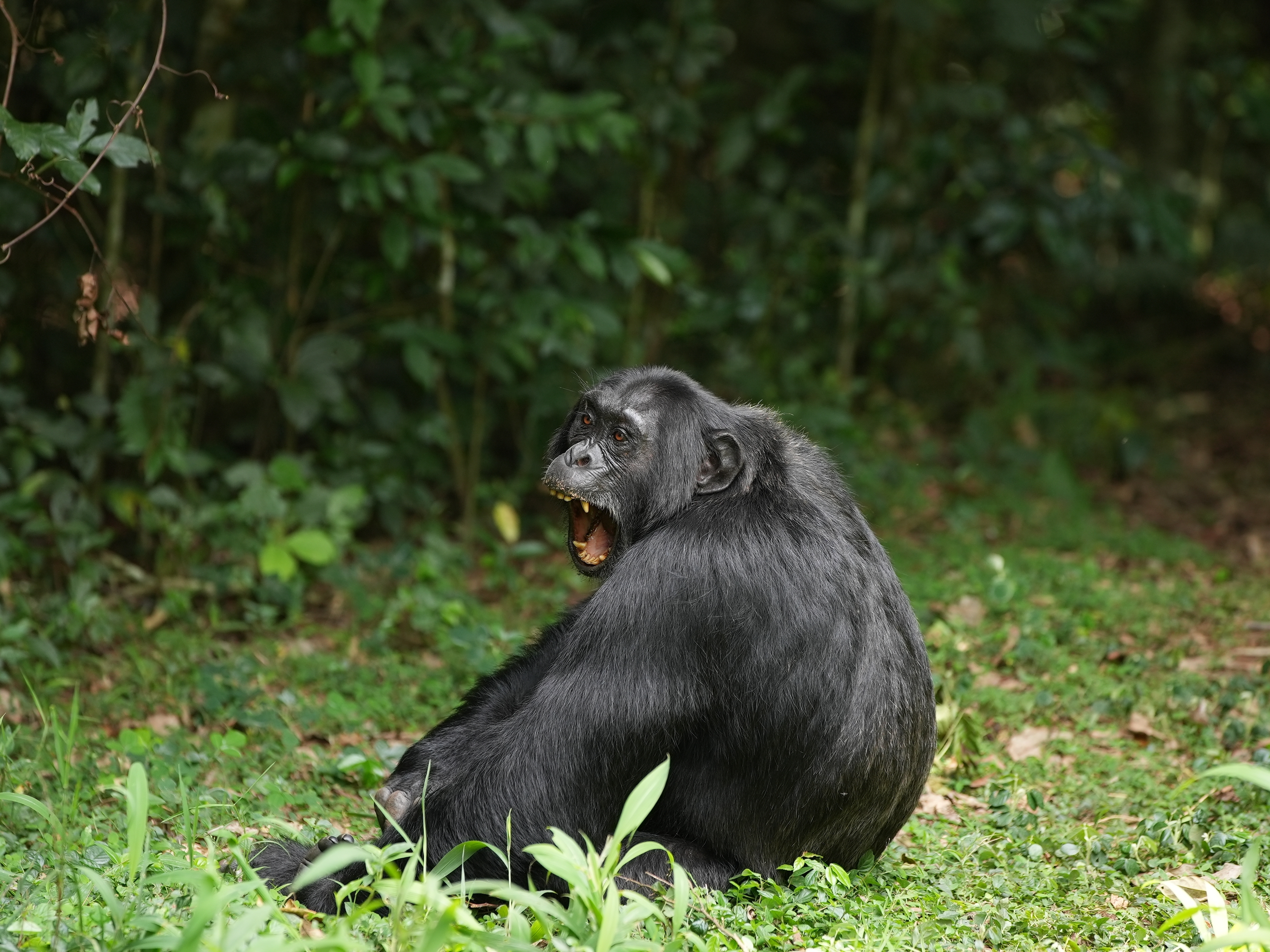 caption: Researchers collected and analyzed urine from chimpanzees in a Ugandan forest after they'd eaten fermented fruit to determine how much alcohol they'd consumed.