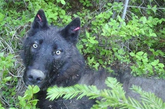 caption: Most of the wolves in Washington are in the northeastern part of the state. A bill by Republican state Rep. Joel Kretz proposes a wolf sanctuary on Bainbridge Island.