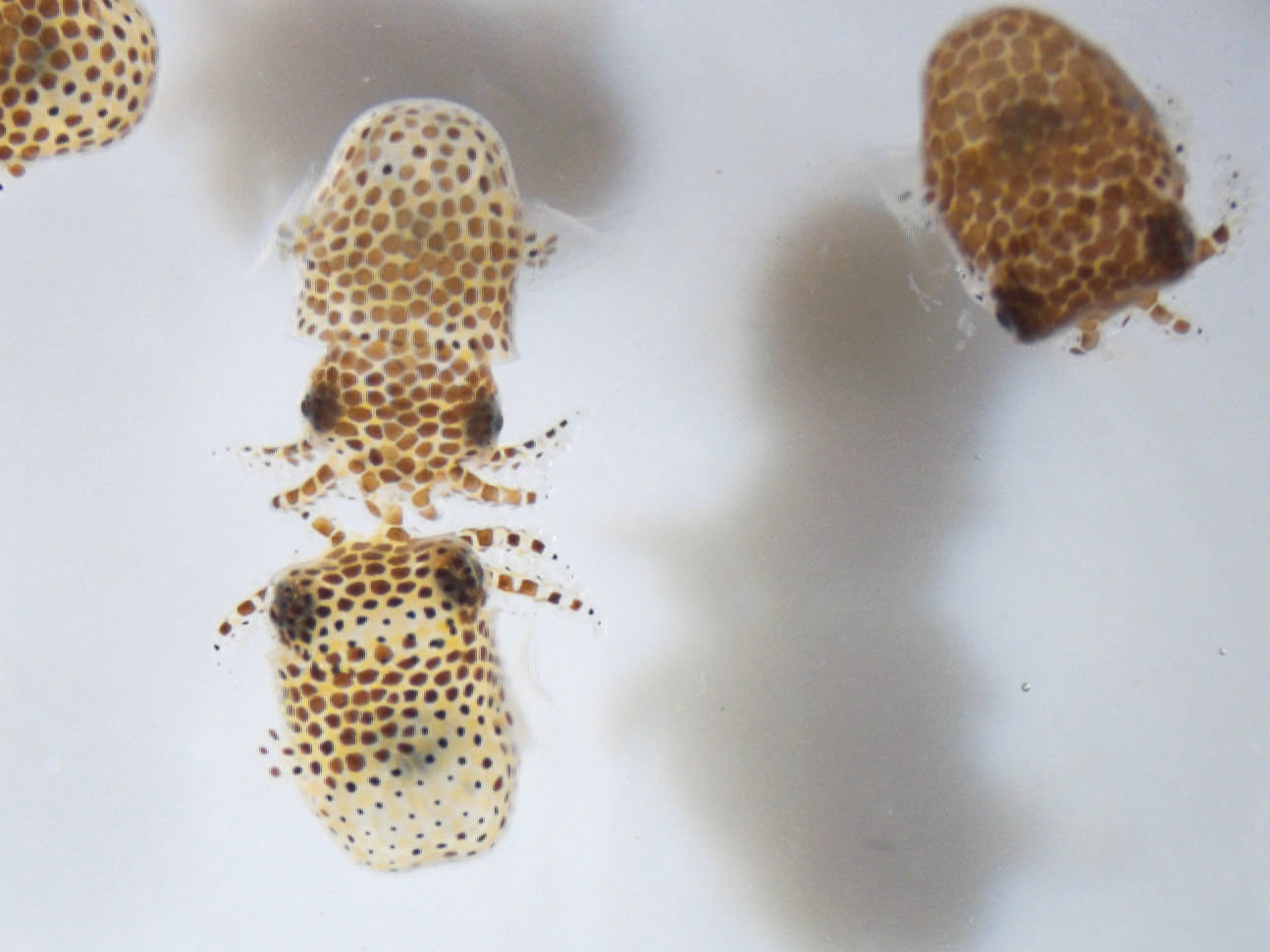 caption: Juvenile bobtail squid swimming in seawater just after hatching.