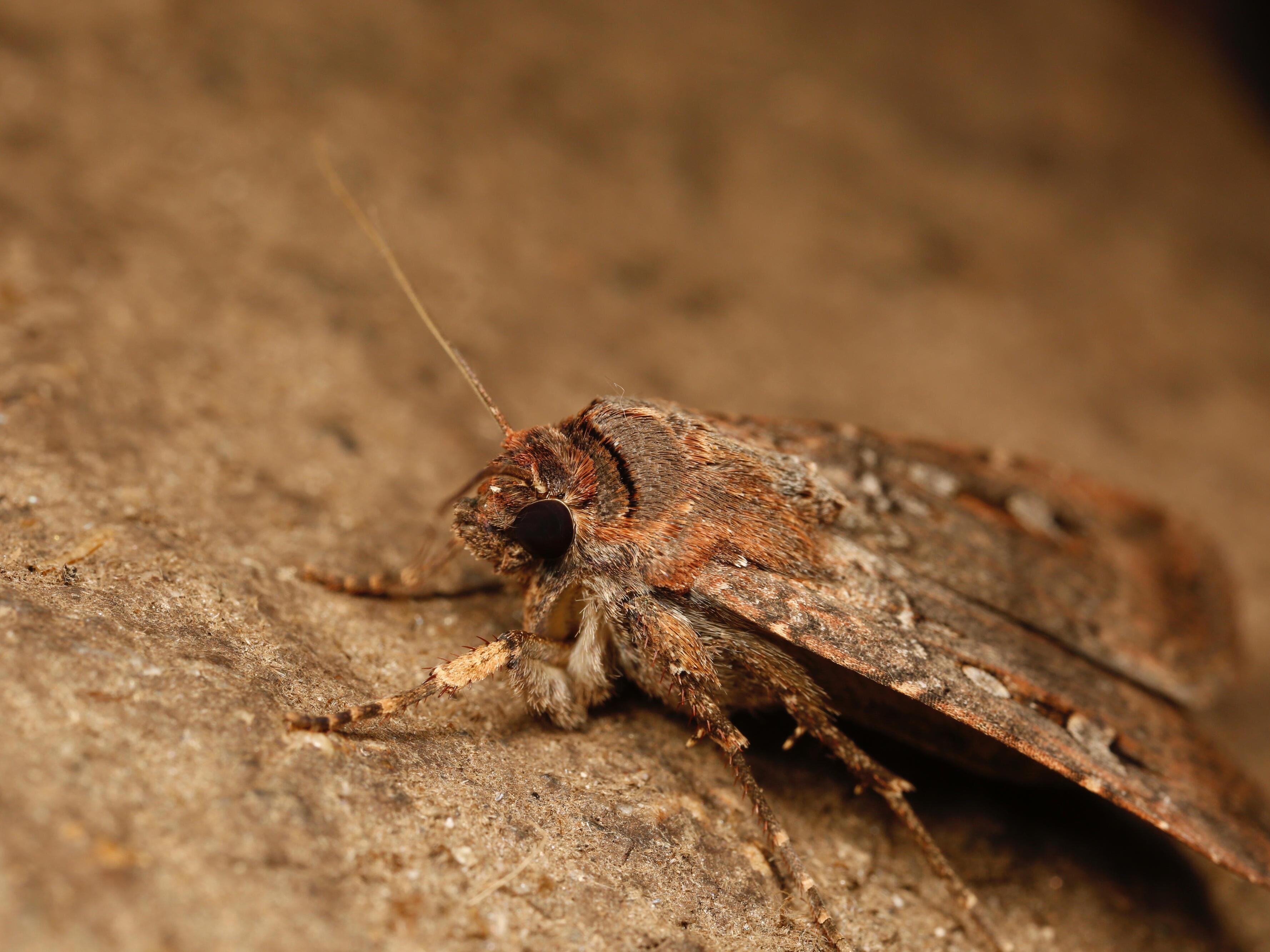 caption: Bogong moth, Agrotis infusa. Mt Ginini, ACT