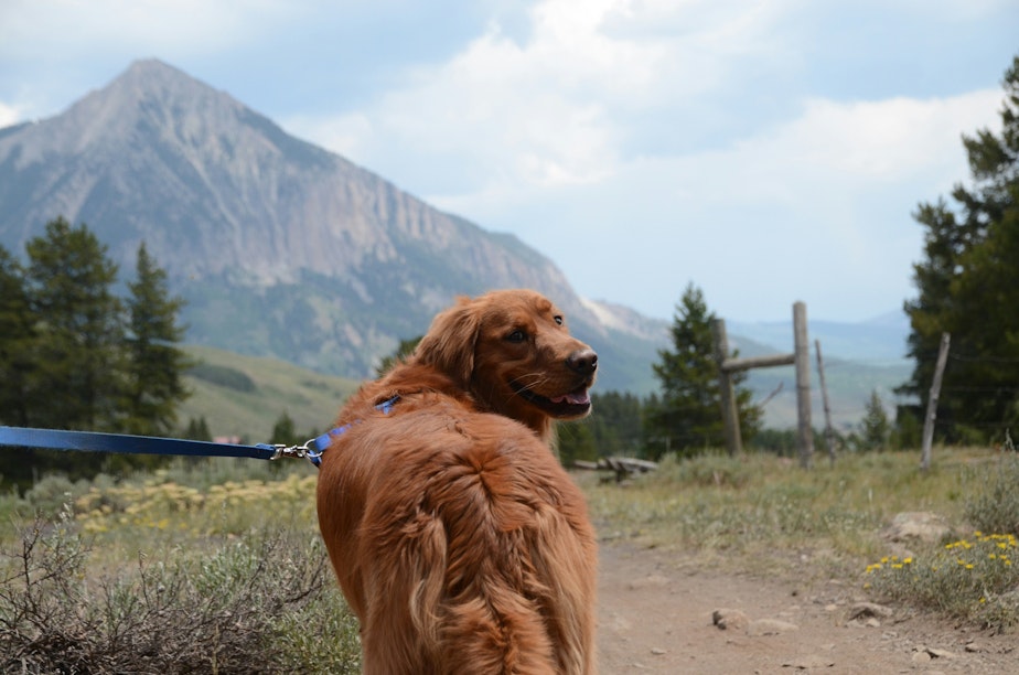 dog hiking