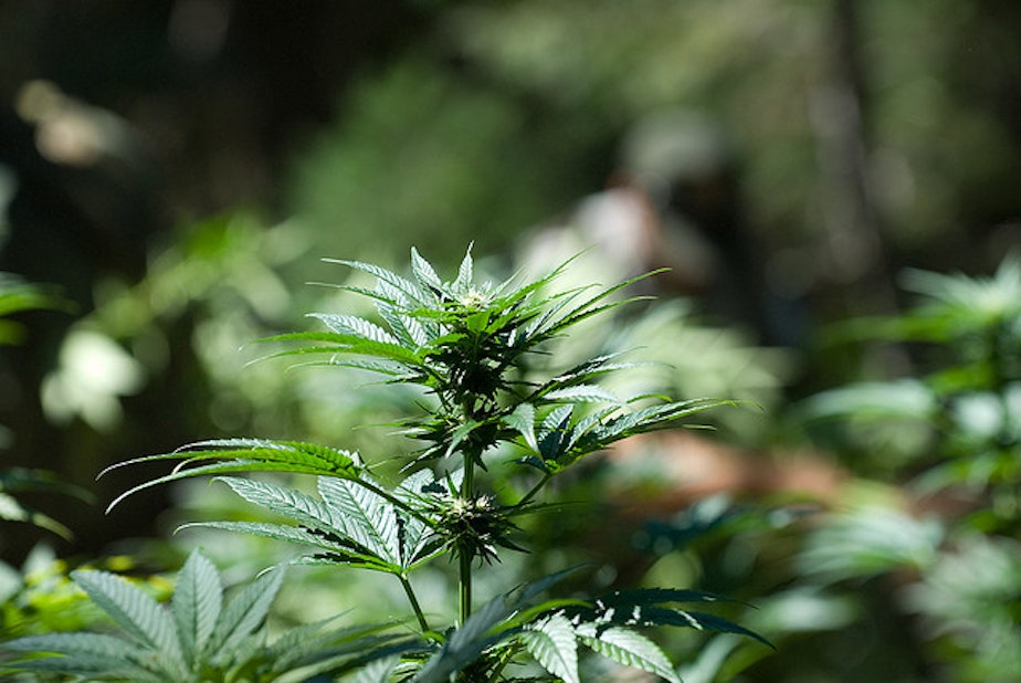 caption: Washington State Attorney General Bob Ferguson said the state law does not prevent local governments from regulating or banning marijuana businesses in their jurisdictions.