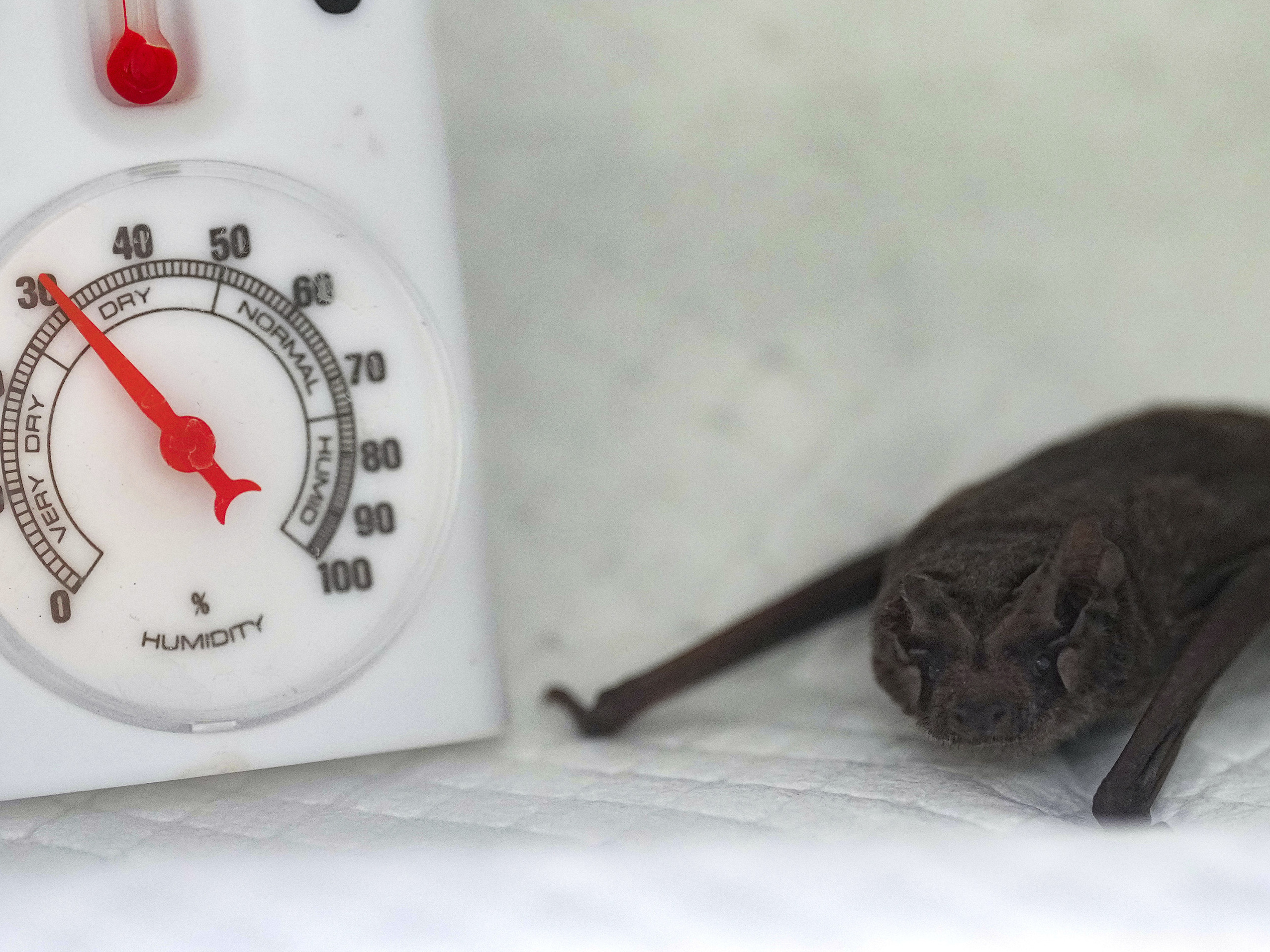caption: A Mexican free-tailed bat hangs out in an incubator after getting some fluids.
