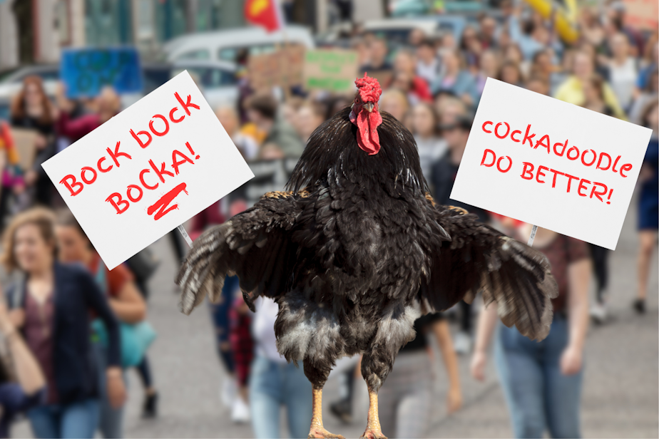 caption: Collage of a chicken with its wings outstretched, seeming to hold signs that read "Bock bock bocka" and "Cockadoodle DO BETTER." A protest is blurred but visible in the background. Photos courtesy of Canva.